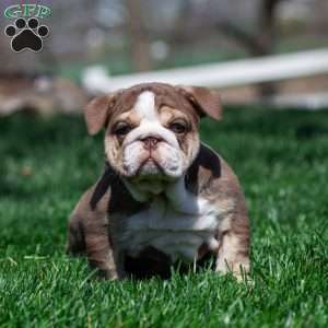 Marina Mocha, English Bulldog Puppy